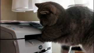 Cute Cat attacking printer