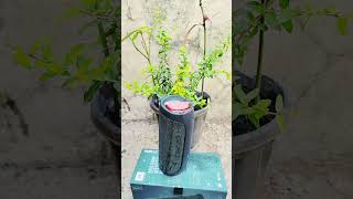 JBL speaker sting test