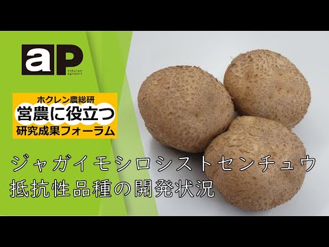 【フジシロ】ジャガイモ研究所　おまとめ品 フジシロ】ジャガイモ研究所 おまとめ品 フジシロ】ジャガイモ