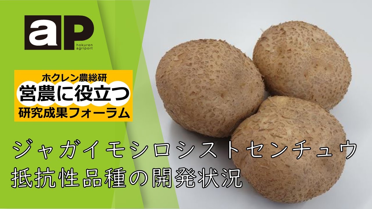 【フジシロ】ジャガイモ研究所　おまとめ品 フジシロ様専用】ジャガイモ研究所 おまとめ品