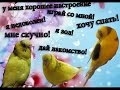 Как понять попугая! Язык пения волнистого попугая! Часть 1 #Смешное видео #Птицы #Мои советы