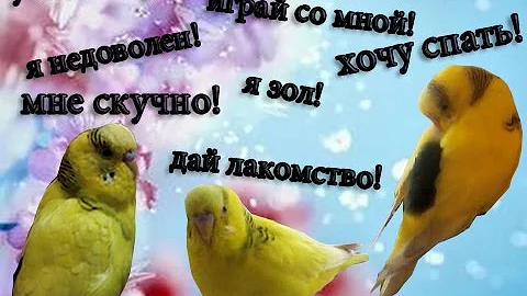 Как понять попугая! Язык пения волнистого попугая! Часть 1 #Смешное видео #Птицы #Мои советы