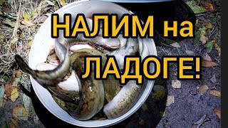 картинка: НАЛИМ на ЛАДОГЕ в ТРОСТЕ! Малёк серебрянка делает рыбалку!