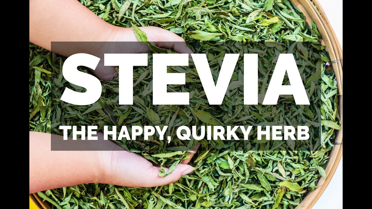 Stevia the Happy Herb Ayurveda's perspective on this zero calorie