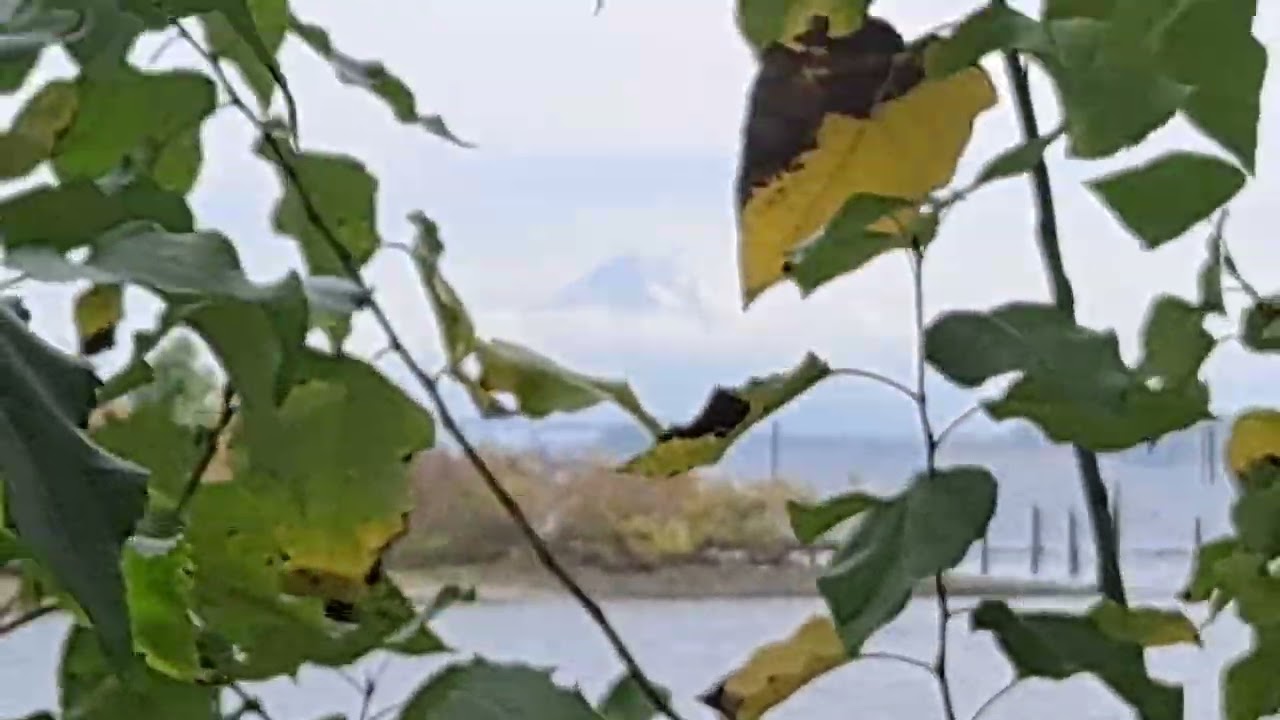 Mt. Hood View through the Rustling Trees - Beauty of Fall