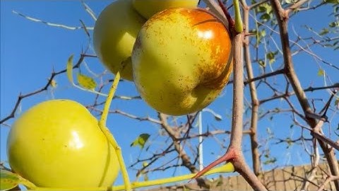 Trồng Cây Táo Tàu Răng Ngựa và Youpancui Xuống Đất. Những trái táo tàu cuối mùa. Horse Tooth Jujube.
