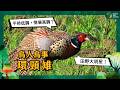 【 #鳥人鳥事｜田野格鬥王，為愛開打！－環頸雉 🥊】