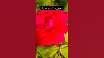 القارئ #احمد_العجمي آيات من #سورة_لقمان