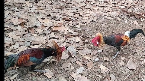 bẫy gà rừng ngày 26/1/2021 đụng bổi lai khủng và cái kết...😰😰😤