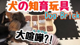 【犬の知育玩具】大喧嘩が発生?! 嗅覚トレーニング