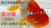 金魚塩浴 黒斑病までの経緯 Youtube