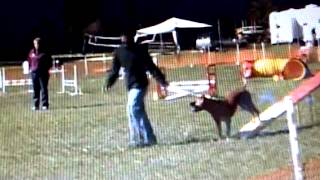 Rocky - Pit Bull Agility Standard Level I Cpe 101312
