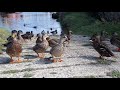 Mallard gathering