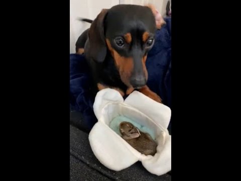 Video: Pet Scoop: Dachshund Lumpuh Menemukan Rumah Baru, Berita Selamat untuk Dog Panduan Pahlawan