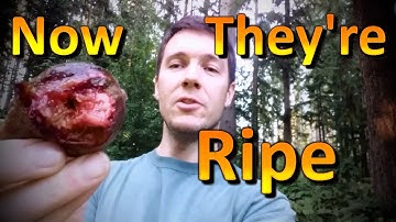 Homestead Fig Tree Update Part 5 | They