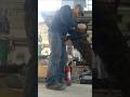 猟犬と猟師【猟犬は道具じゃない】人生のパートナー #犬のいる暮らし #犬動画 #犬 #犬のいる生活 #犬好きさんと繋がりたい