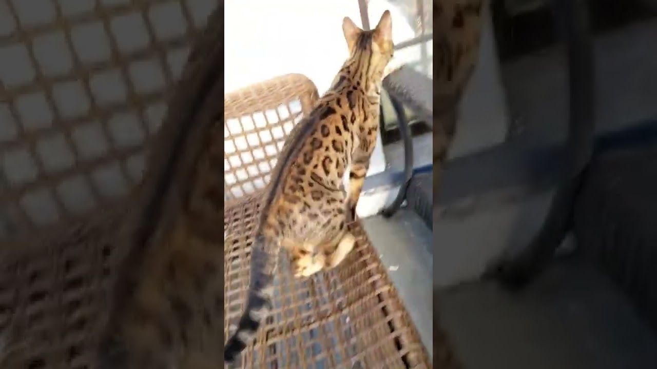 Ocelot Cat is Mad