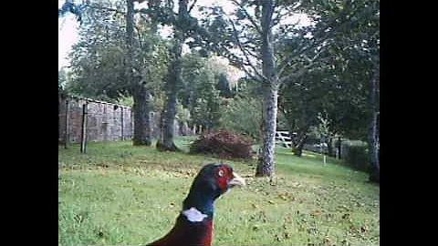 Pheasant gets lost looking for the nearest road to throw himself into