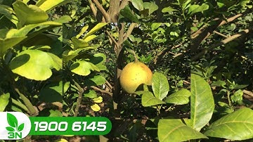 Cây bưởi vàng lá: Nguyên nhân và cách khắc phục | VTC16