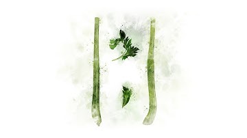 Animation of Celery for decoration