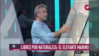 Libres X naturaleza 6 Elefante Marino Canal 9