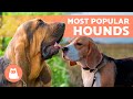 7 HOUND DOG BREEDS Top 7 Sniffer Dogs
