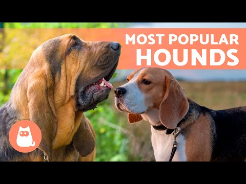 7 HOUND DOG BREEDS 🐶 | Top 7 Sniffer Dogs ✅