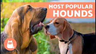 7 HOUND DOG BREEDS  | Top 7 Sniffer Dogs ✅