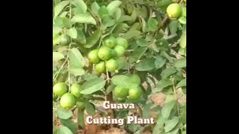 How To Grow Guava Tree Cutting Very Unique Techniques। Guava। Cutting plant। shorts। Kapu Gamit