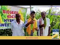 Bioseed Hybrid Sweet Corn 4043 is the perfect choice for progressive farmers!
