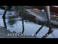 MV 중식이 Lunch 자장가 5분48초 엄마가 만들라고해 만든송 MV 중식이 Lunch 자장가 5분48초 엄마가 만들라고해 만든송