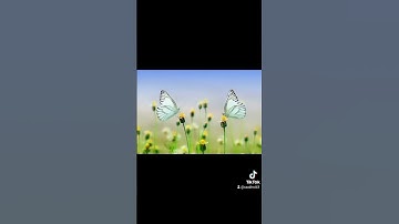 سورة التوبة ,تلاوة هادئة