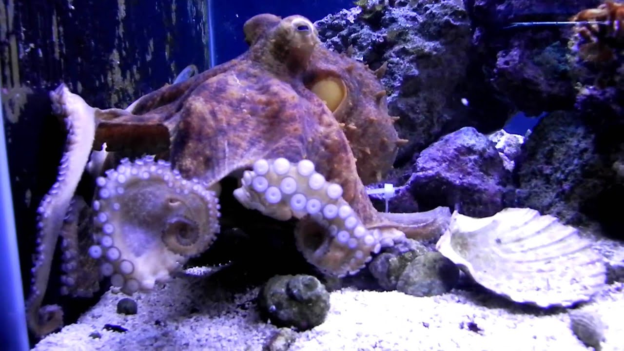 Octopus dinnertime