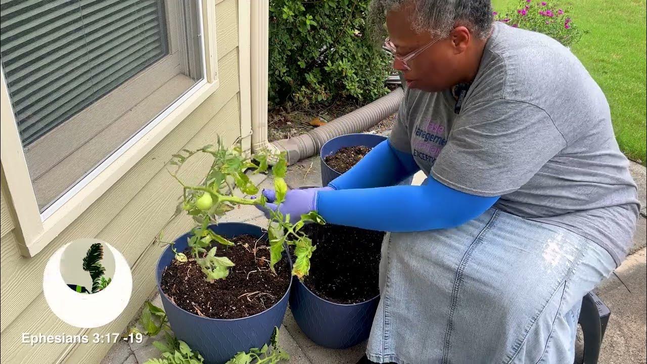 Grow Tomatoes In Containers For Small Spaces, Apartments, Balconies
