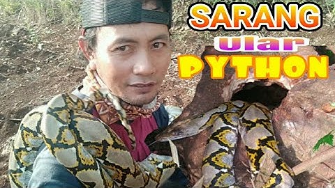 MENEMUKAN SARANG ULAR PYTHON Lg Mengerami TELURNYA
