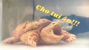 Cho rùa nước cảnh Hypo Common Snapping Turtle ăn cá chép mồi | TỘC RÙA