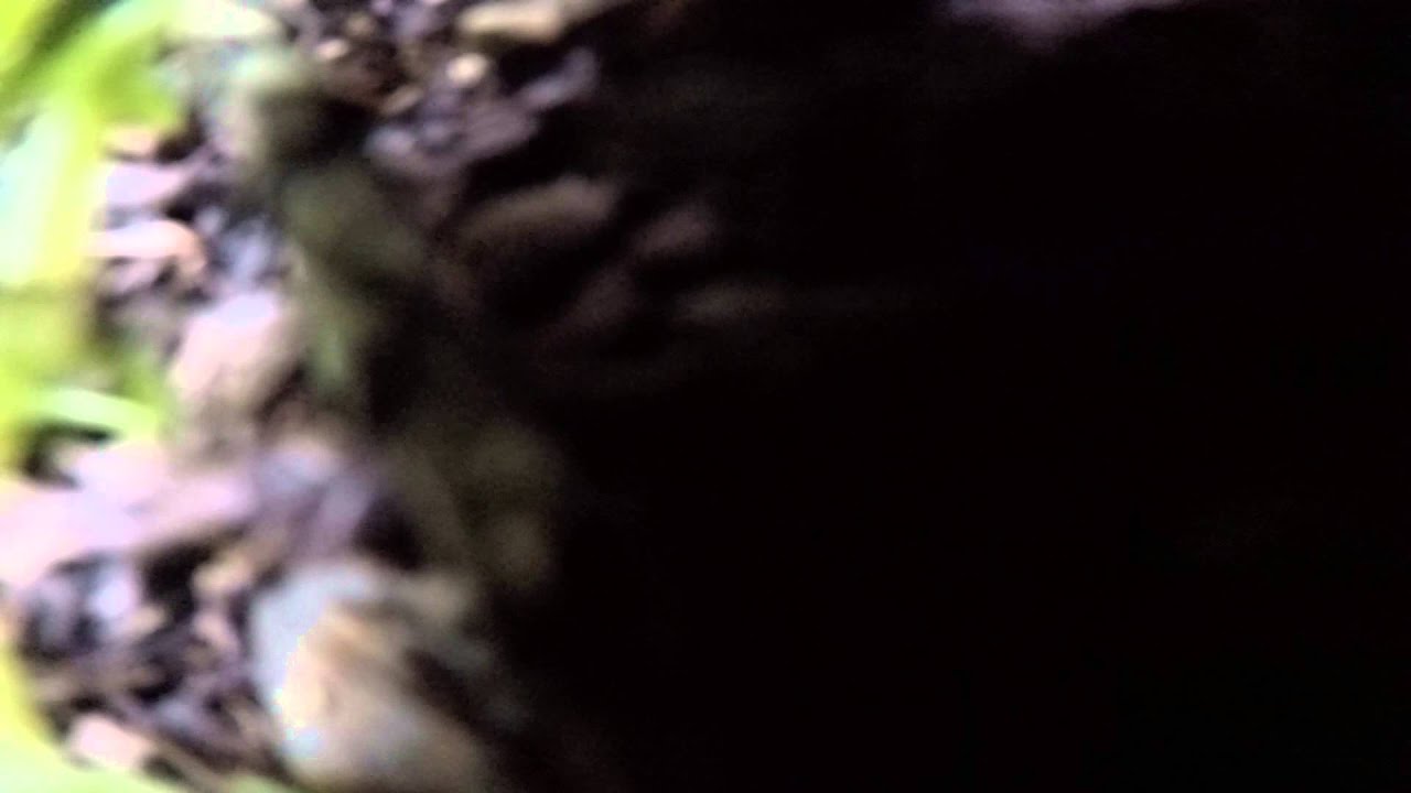 A Short FPV Flight ending in a crash...