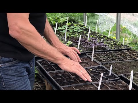 Video: Typer af bønneplanter, der skal dyrkes - Lær om forskellige sorter af bønneplanter