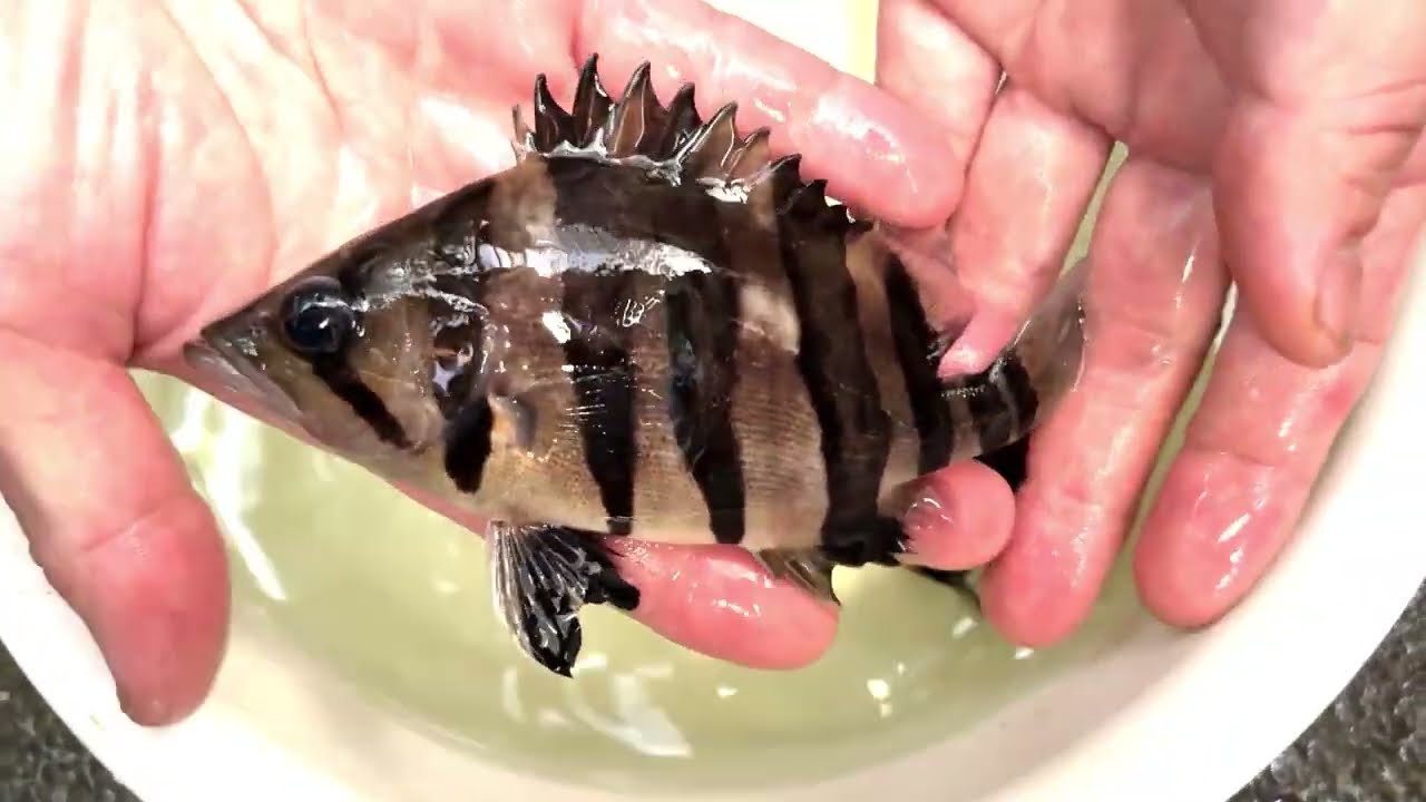 アクアショップ かのう