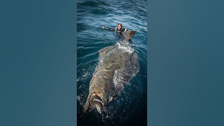 418 Pound Atlantic Halibut World Record Caught IGFA 🎣 #fishing #animals #fish
