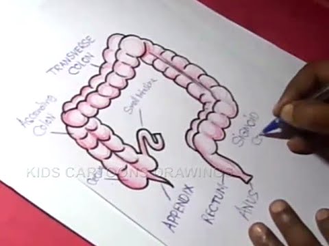 Featured image of post How To Draw Small Intestine Easy Love drawing but run out of cool ideas to draw when you are bored