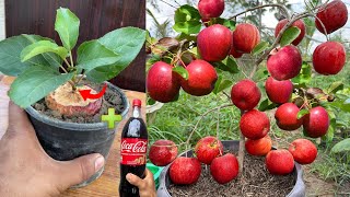 Techniques: for growing apple trees from apples using Fanta to get fruit in 94 days fast