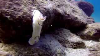 Caesarea Diving 2014