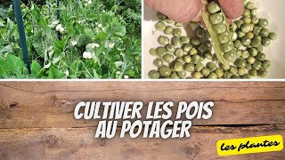 👩‍🌾 Réussir les petits pois et pois mangetout au potager