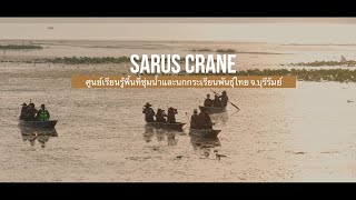 นกกระเรียนพันธุ์ไทย  [Sarus Crane]  -  4K