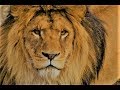 Lion as a Totem: Personality Characteristics and Life-Path Challenges