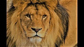 Lion as a Totem: Personality Characteristics and LifePath Challenges