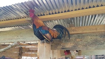 Qaib dib cuab tuaj thiab qua zoo 2019