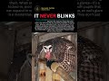 Why You Should NEVER Blink First At This PREDATOR