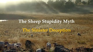 The Sheep Stupidity Myth